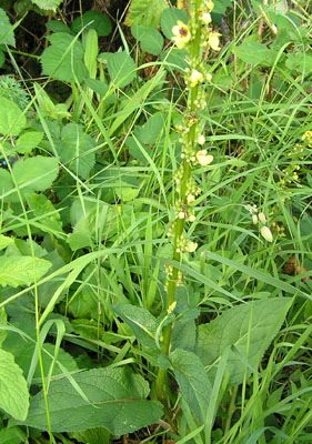 Schwarze Königskerze, Verbascum nigrum